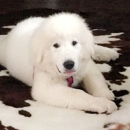 Great Pyrenees Puppies from Judith Cooper’s Great Pyrenees