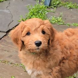 Green collar male - Gold male Australian Cobberdog puppy in Victoria, Minnesota from Heartland Hills Australian Cobberdogs