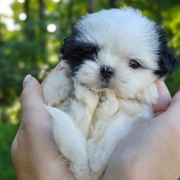 Companion Cross, Havanese, Mal-Shi, Maltese, Maltipoo, Morkie, and Shih Tzu Puppies from Seeking Shalom Acres Maltese, Maltipoos & Havamalts