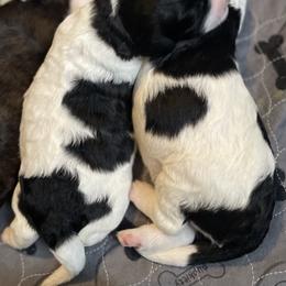 Bernedoodle, Cockapoo, and Goldendoodle Puppies from Avery Doodle Day LLC