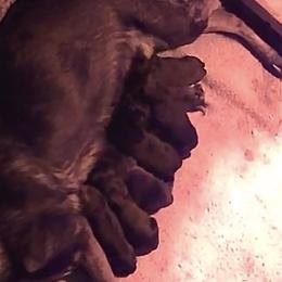Boy 3 - Sable male German Shepherd puppy in Oakland, Oregon from VHM German Shepherds