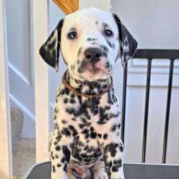 Dalmatian Puppies from Spotted Theory