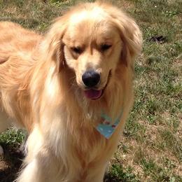 Golden Retrievers from Golden Kisses Golden Retrievers