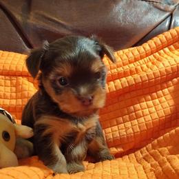 Mr. Kisses - Chocolate and tan male Yorkshire Terrier puppy in Pine Grove, Pennsylvania from Cathy Burns