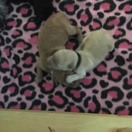 Goldendoodle and Labradoodle Puppies from Davis Doodles