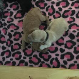 Goldendoodle and Labradoodle Puppies from Davis Doodles