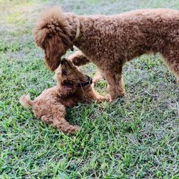 Cavapoo and Poodle Puppies from Doodles of West Cobb