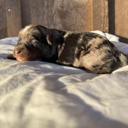 Sugar - Blue merle female Aussiedoodle puppy in Eastland, Texas from H5 Mini Doodles