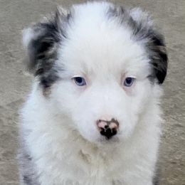 Boy 5 - Australian Shepherd puppy in Tulsa, Oklahoma from Lucky Penny Aussies and Lucky Penny Transport