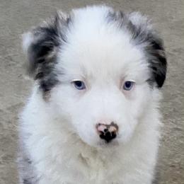 Boy 5 - Australian Shepherd puppy in Tulsa, Oklahoma from Lucky Penny Aussies and Lucky Penny Transport