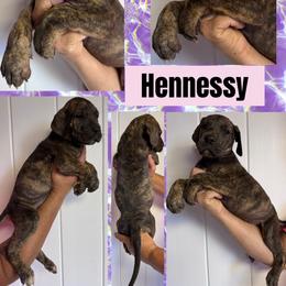 Hennessy - Brindle female Great Dane puppy in Wellsville, New York from Prophecy Danes