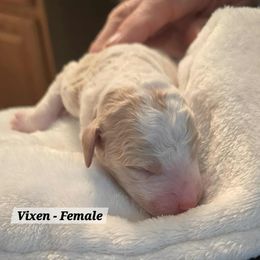 Vixen - Yellow and white female Bernedoodle puppy in Montverde, Florida from Central Florida Bernedoodles