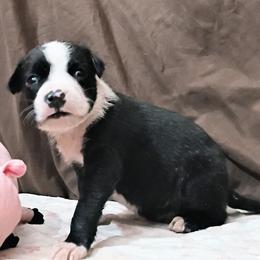 Boy 3 - John Hancock - Black brindle male American Staffordshire Terrier puppy in Bastrop County, Texas from Ironheart American Staffordshire Terriers