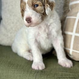 Priscilla - Cream female Assorted Doodle Crosses puppy in West Monroe, Louisiana from Southern Haven Doodles