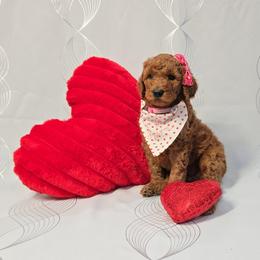 Rosie - Pink Collar - Red  female Goldendoodle puppy in Auburn, Kansas from Puppy Paradise:  English Mastiff Puppies & Standard Goldendoodle Puppies