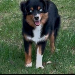 Tavi - Toy Australian Shepherd