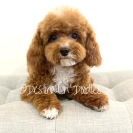 Cavapoos, Goldendoodles, and Poodles from Destination Doodles