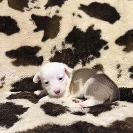 Noel - White and red female Pembroke Welsh Corgi puppy in Hillsville, Virginia from Bonderosa Kennels