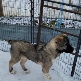 Anatolian Shepherd Dog and Australian Cattle Dog Puppies from 4D Cattle Dogs