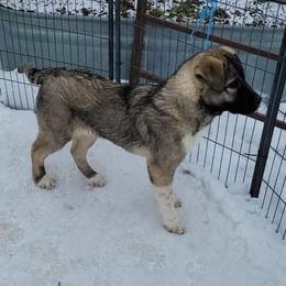 Anatolian Shepherd Dog and Australian Cattle Dog Puppies from 4D Cattle Dogs