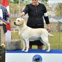 Pebbles - Labrador Retriever