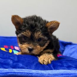 Champion Sired Remy - Black and gold male Yorkshire Terrier puppy in Forest Hill, Maryland from Chikito's Yorkies