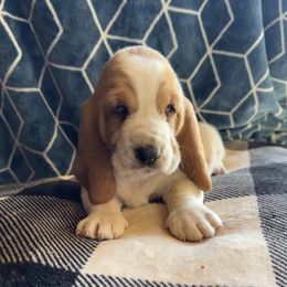 Basset Hound Puppies from Valley Bassets