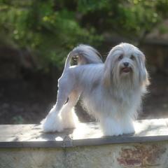 Lowchen puppies from Lionkru Lowchen and Standard Poodles