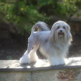 Lowchen puppies from Lionkru Lowchen and Standard Poodles
