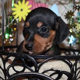 Boy 3 - Black and tan male Dachshund puppy in Craig, Colorado from Rocky Mountain Shih Tzus and Dry Creek Miniature Dachshunds