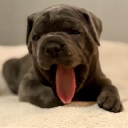 Alanis-yellow collar - Gray female Cane Corso puppy in Briggs, Texas from Capital City Corso’s