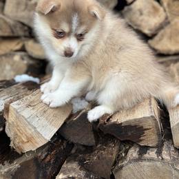 Pomsky Puppies from Ritzy Puppies