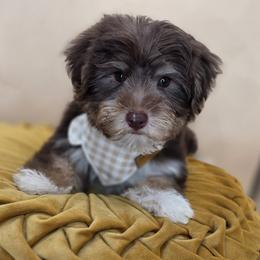 Cadbury - Phantom male Bernedoodle puppy in Decatur, Tennessee from Diamond's Doodles