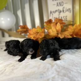 Poodle All Grown Up from Parti-Pawz