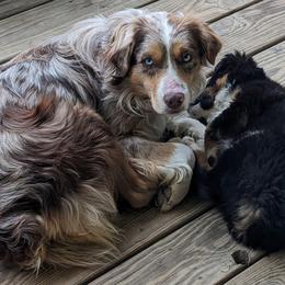 Miniature American Shepherds from Blue Blood Mini Aussies