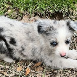 Border Collie Puppies from Patricia Goodwin