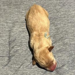 Light blue boy - Yellow male Labrador Retriever puppy in Monticello, Georgia from Hollow Meadows Retrievers