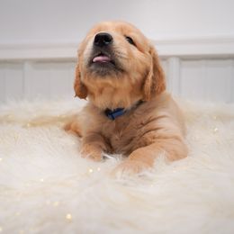 Golden Retriever, Miniature American Shepherd, and Siberian Husky Puppies from HuskiesAndGoldensWithFinesse