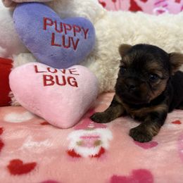 Yorkshire Terrier Puppies from Galaxy Kennel
