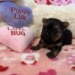 Yorkshire Terrier Puppies from Galaxy Kennel