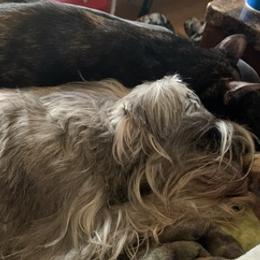 Miniature Schnauzers from Skyline Miniature Schnauzers