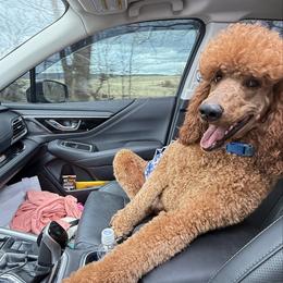 Beau - Poodle