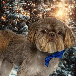 Balto - Shih Tzu