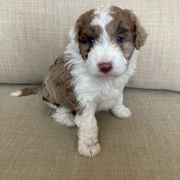 Aussiedoodle Puppies from Ford Canyon Aussidoodles