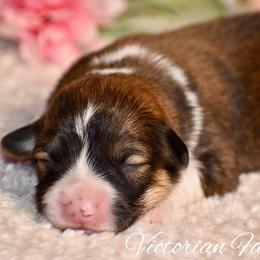 Cinnamon - Sable female Pembroke Welsh Corgi puppy in East Canton, Ohio from Victorian Farms
