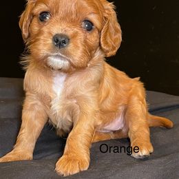 Delta - Ruby female Cavalier King Charles Spaniel puppy in Ridgeville, South Carolina from Misty Meadow Cavaliers
