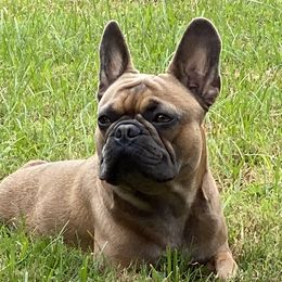 Hanks - French Bulldog