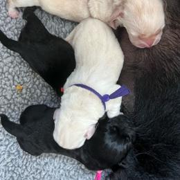 Blue Collar - Yellow male Labrador Retriever puppy in Buckeye, Arizona from Foothills Labrador Retrievers