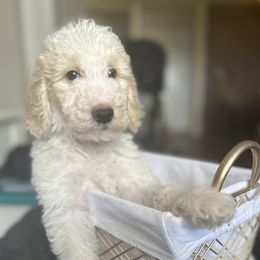 Goldendoodles from Newport Doodles