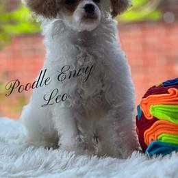 Leo - Parti male Poodle puppy in Ferriday, Louisiana from Poodle Envy